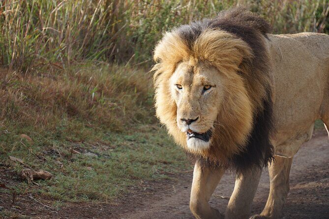 4 Days Tanzania Budget Group Join Safari- Serengeti & Ngorongoro - Comfort and timing tips for a Serengeti-to-Ngorongoro rhythm