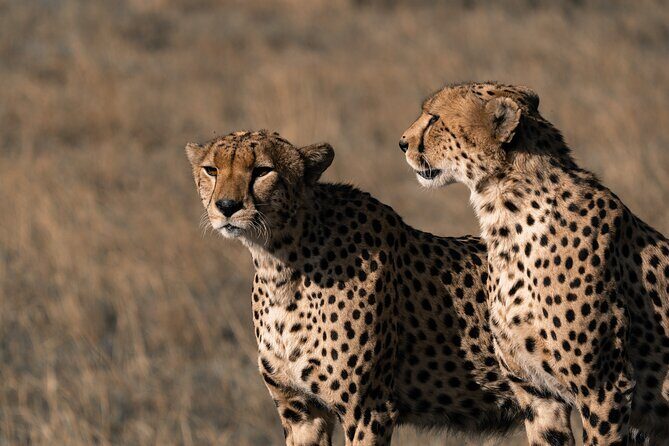 4 Days Tanzania Budget Safari - A 4-Day Budget Camping Safari From Moshi: What You’re Really Buying