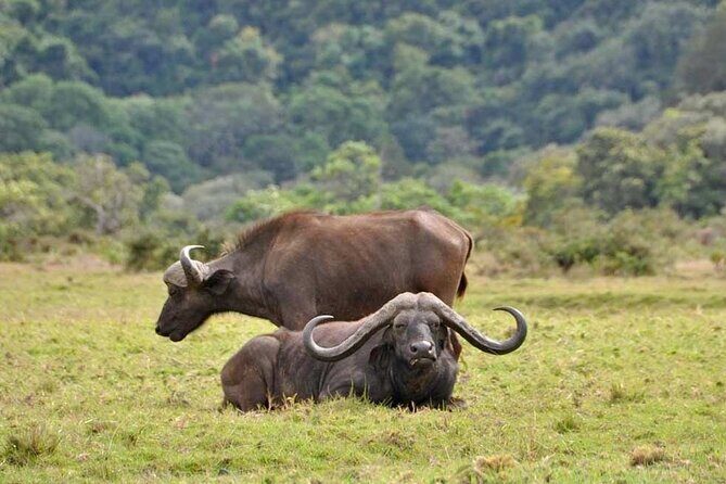 4 days Tanzania Camping Safari - Day 4: Descend for Black Rhinos and Finish Strong