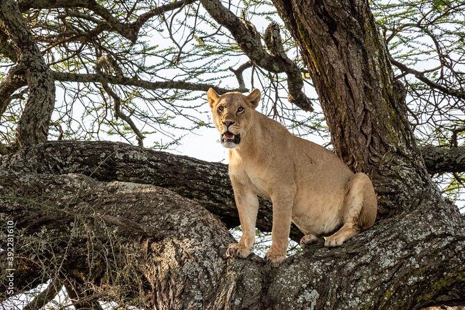 4 days Tanzania Camping Safari - Mobile Tents, Camping Gear, and What Your Nights Actually Mean