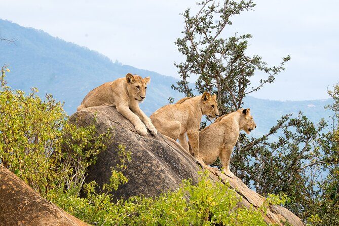 4 Days Tanzania Group Joining Safari with Mid-range Accommodation - A 4-day Arusha circuit that packs the Big Wildlife Hits