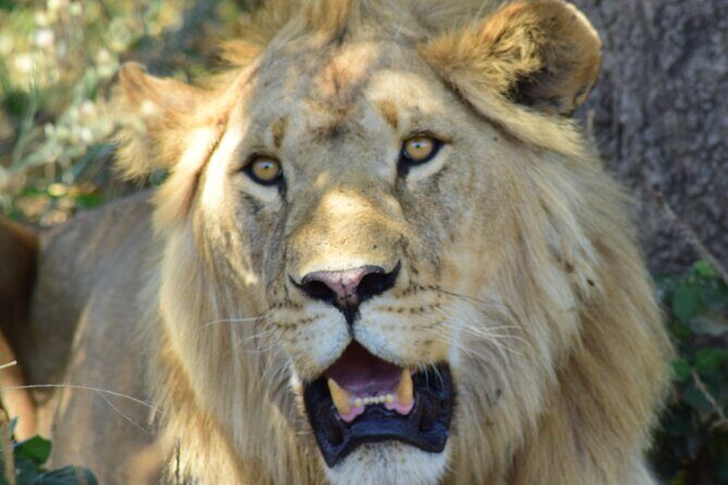 4 Days Tanzania Group Joining Safari with Mid-range Accommodation - Day 2: Serengeti arrival through changing seasons and migration routes