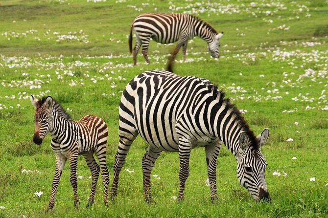 4 Days Tanzania Luxury Safari Serengeti and Ngorongoro Crater - Day 2 Options in Serengeti: 6AM Morning Drive vs a 9AM Start