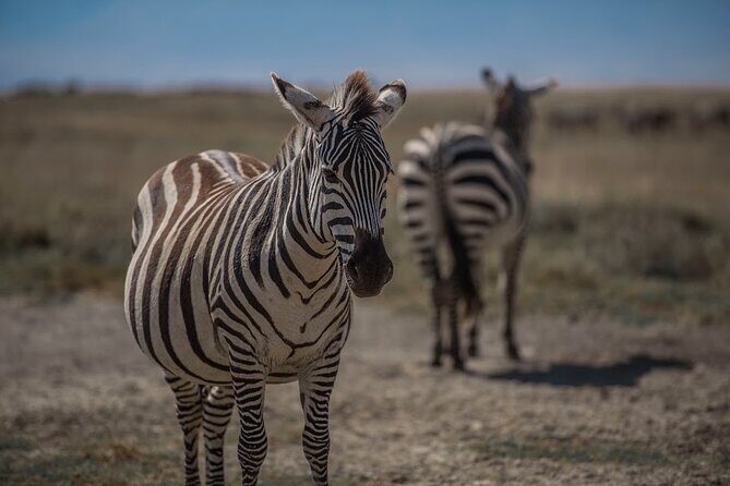 4 Days Tanzania Mid Range Lodge Safari - Day 1 Lake Manyara: Rift Wall scenery plus an eight-hour first drive