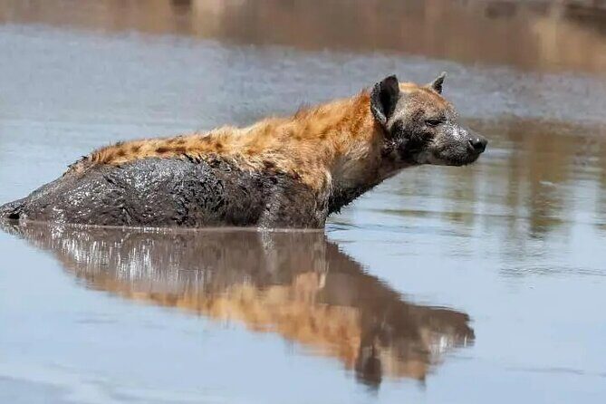 4 Days Tanzania National Parks Private Safari from Zanzibar - From Zanzibar to Northern Parks: a fast, focused route