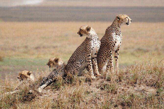 4 Days Tanzania National Parks Private Safari from Zanzibar - Serengeti Day 2: South Serengeti timing and the migration question