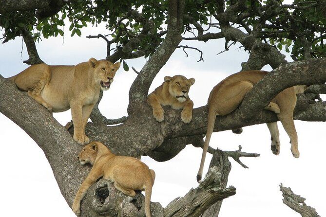 4 Days Tanzania National Parks Private Safari from Zanzibar - Central Serengeti Day 3: the Seronera big-cat odds