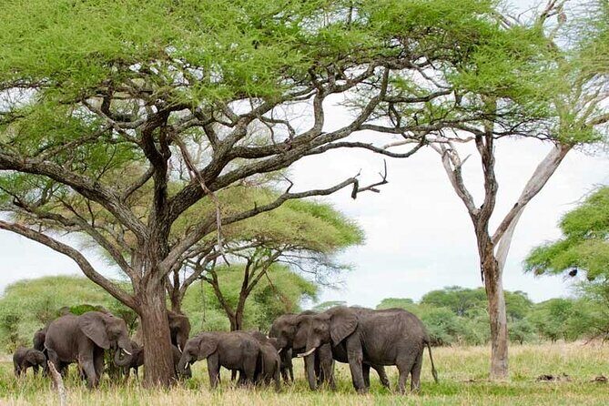 4 Days Tanzania National Parks Private Safari from Zanzibar - Ngorongoro Crater on Day 4: the 600 m descent game drive