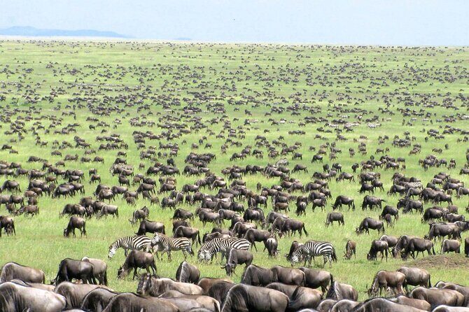 4 Days Tanzania National Parks Private Safari from Zanzibar - Price and logistics: what $2,150 is buying you