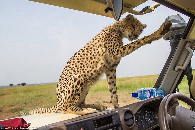 4 Days Tanzania National Parks Private Safari from Zanzibar - What the included meals feel like on safari days
