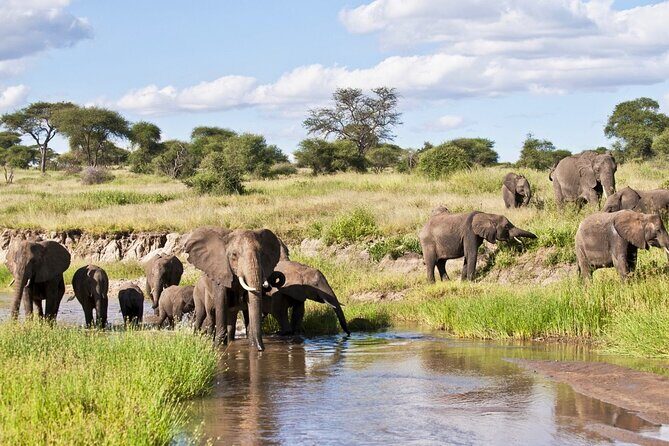 4 Days Tanzania National Parks Private Safari from Zanzibar - Private safari pace: why it changes your experience