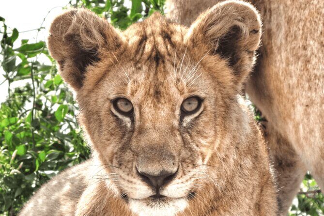 4 Days Tanzania National Parks Private Safari from Zanzibar - Tarangire’s baobabs and elephant chances on Day 1