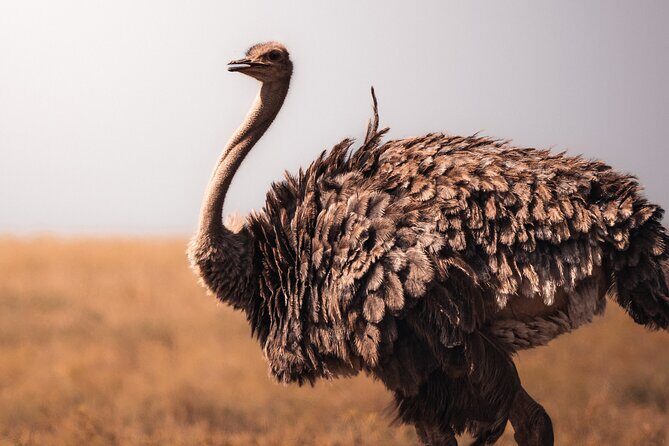 4 Days Tanzania Private Lodge Safari - Price and logistics: what $2,640 buys you (and what it doesn’t)