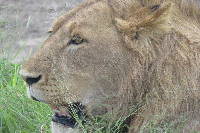 4 Days Tanzania Private Safari | Serengeti , Ngorongoro & Tarangire Safari - Serengeti days 2 and 3: plains viewing without the wasted time
