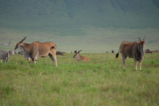 4 Days Tanzania Private safari to Serengeti ,ngorongoro crater and Tarangire - Serengeti sunrise and Seronera-style timing: seeing behavior, not just icons