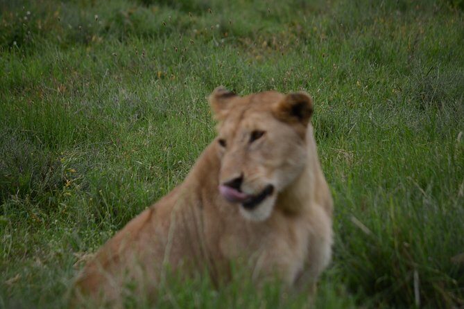 4 Days Tanzania Private safari to Serengeti ,ngorongoro crater and Tarangire - Ngorongoro Crater: descending 610 meters for close-to-the-floor wildlife viewing
