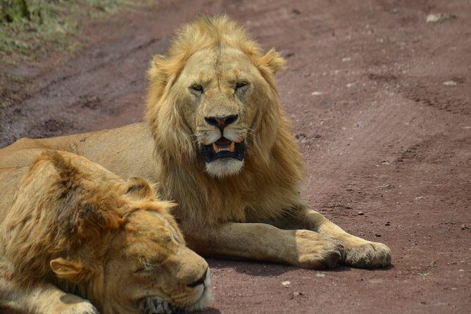 4 Days Tanzania Private safari to Serengeti ,ngorongoro crater and Tarangire - Price and what you really get for $3,200 per group (up to 2)