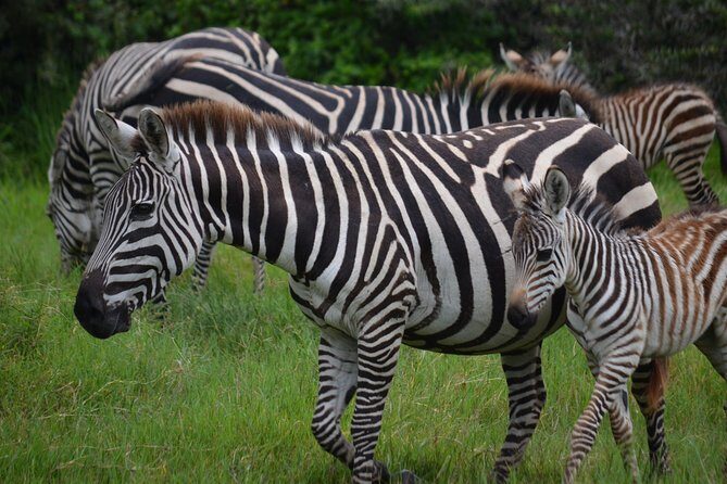 4 Days Tanzania Private safari to Serengeti ,ngorongoro crater and Tarangire - What to pack for Tarangire, Serengeti mornings, and a Ngorongoro crater day