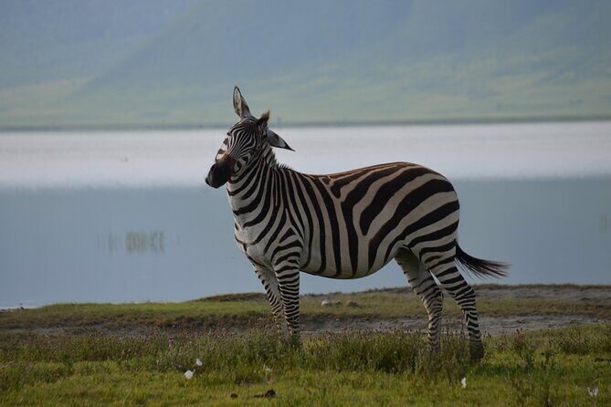 4 Days Tanzania Private safari to Serengeti ,ngorongoro crater and Tarangire - Custom pop-up roof jeep: what you’re really paying for