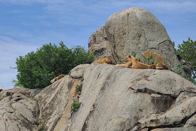 4 Days Tanzania Safari - Serengeti’s Seronera area: where a river pulls the whole show