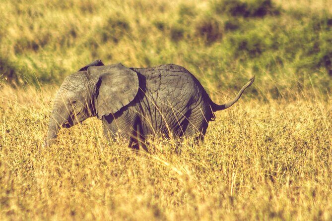 4 Days Tanzania Safari - The Ngorongoro setup: conservation area rules and Maasai grazing