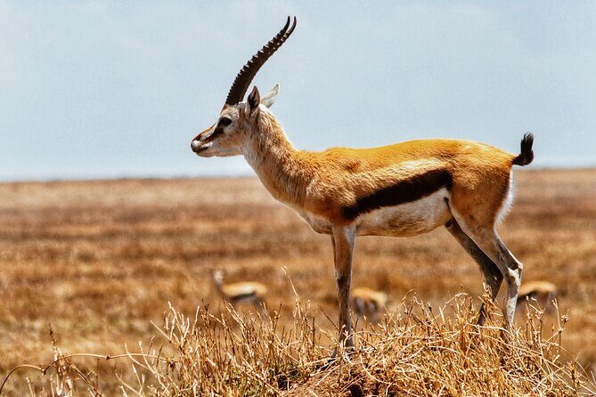 4 Days Tanzania Safari - Ngorongoro Crater day: a 5-hour drive inside a wildlife bowl