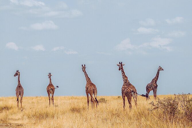 4 Days Tanzania Safari - Group safari vibes: meeting people without losing your focus