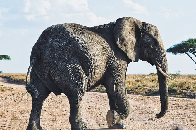 4 Days Tanzania Safari - Group discounts, private focus, and what that changes for your day