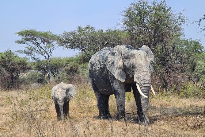 4 Days Tanzania Safari Experience - Guides and the private-tour advantage (including names people remember)