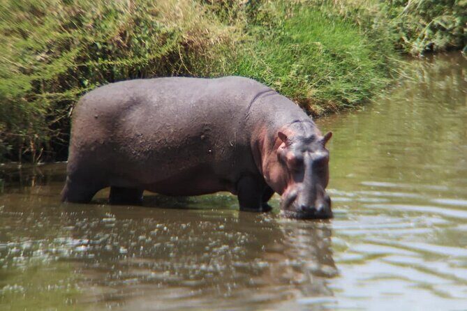4 Days Tanzania Safari Experience - Daily timing: why early mornings are the hidden strategy