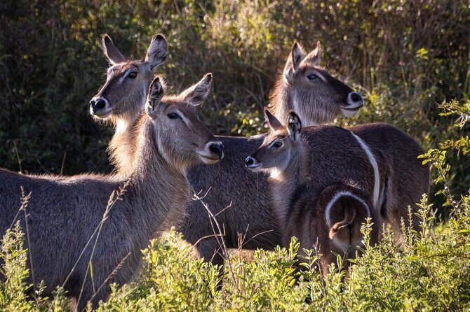 4 Days Tanzania Safari Experience - Day 1 Arusha arrival: get oriented and start early
