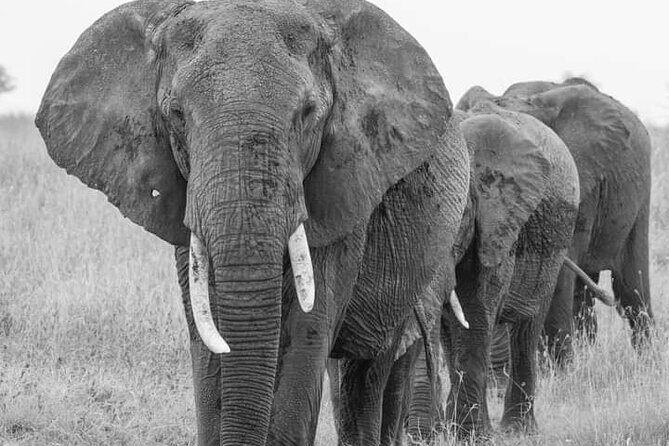 4 Days Tanzania Safari Tarangire, Serengeti and Ngorongoro Crater - Day 4: The 5–6 hour Ngorongoro crater floor drive (and Big Five chances)