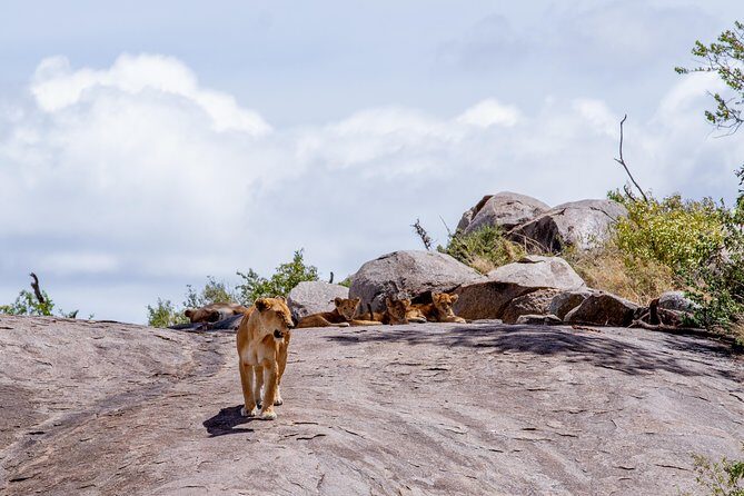 4 Days Tarangire , Ngorongoro ,Manyara and lake Eyasi village - Lake Manyara: pink flamingos, baboons, and the tree-climbing lion hunt