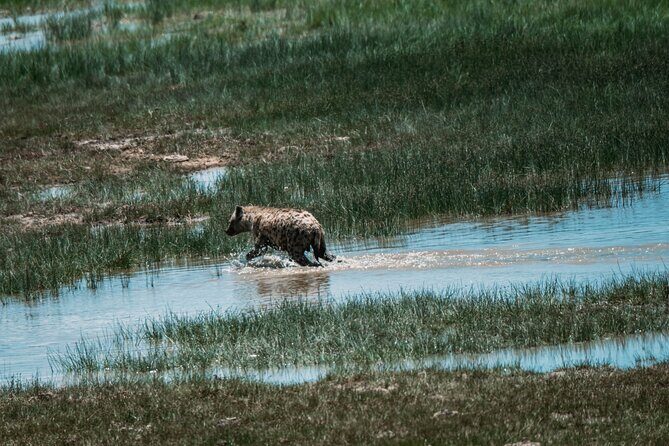 4 Days Tarangire, Serengeti and Ngorongoro Crater Camping Safari - Why This Tarangire–Serengeti–Ngorongoro Loop Makes Sense