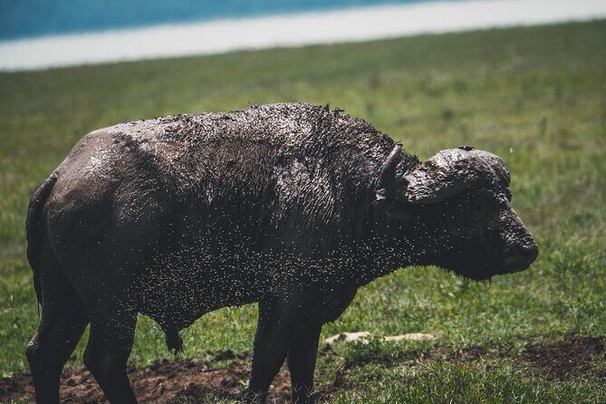 4 Days Tarangire, Serengeti and Ngorongoro Crater Camping Safari - Serengeti from Naabi Gate: Migration Country and the Famous Bug Five