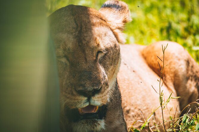 4 Days Tarangire, Serengeti and Ngorongoro Crater Camping Safari - Ngorongoro Crater Rim Night: The Setup for That Big-Bowl Wildlife Feeling