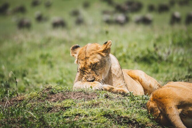 4 Days Tarangire, Serengeti and Ngorongoro Crater Camping Safari - Price and Value: What $1,100 Includes (and Why That Matters)