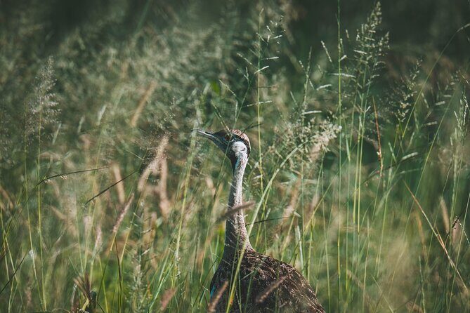 4 Days Tarangire, Serengeti and Ngorongoro Crater Camping Safari - Airport Pickup, 7:00 am Starts, and the Pace You’ll Actually Feel