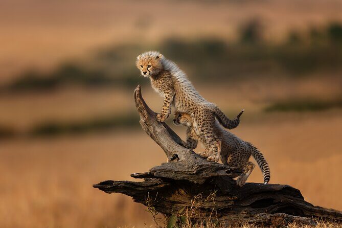 4 Days Tarangire, Serengeti and Ngorongoro Mid-Range Group Safari - Group size, timing, and why the days feel full (in a good way)