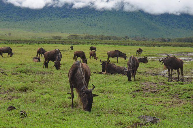 4 Days Tarangire ,Serengeti &Ngorongoro crater group Tour - Vehicle comfort: safari jeep with top-up roof viewing