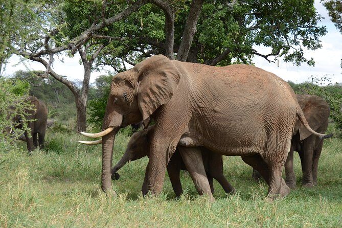4 Days Tarangire ,Serengeti &Ngorongoro crater group Tour - Price and logistics: what $890 per person really covers