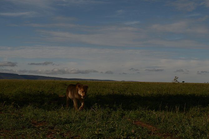 4 Days Tarangire ,Serengeti &Ngorongoro crater group Tour - Day 1 in Tarangire: elephants, fig trees, and late-day searching