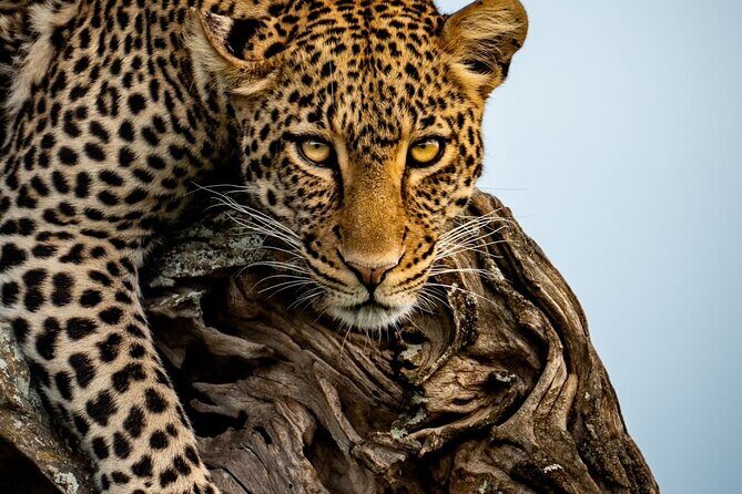 4 Days Tarangire, Serengeti & Ngorongoro Crater Joining Group - Tarangire National Park: Elephants, Baobabs, and Classic Safari Odds