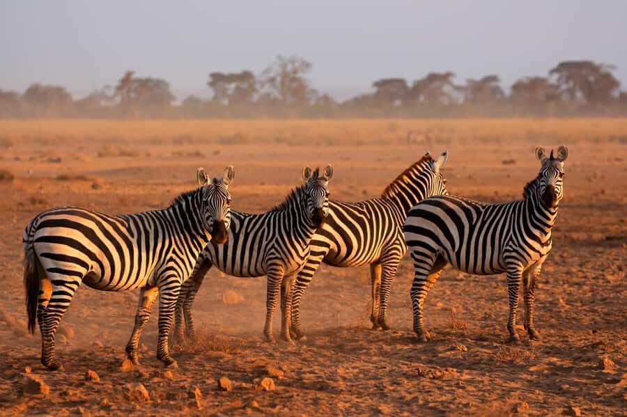 4 Days Tarangire, Serengeti, Ngorongoro Mid-range Safari - Tarangire, Serengeti, and Ngorongoro in 4 days: why this route works