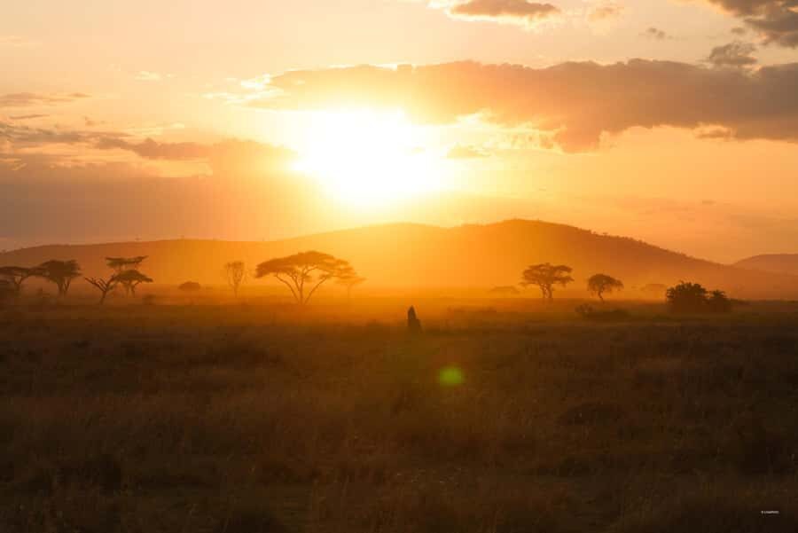 4 Days Tarangire, Serengeti, Ngorongoro Mid-range Safari - Day 1: Arusha to Tarangire—elephants, baobabs, and a first real safari rhythm