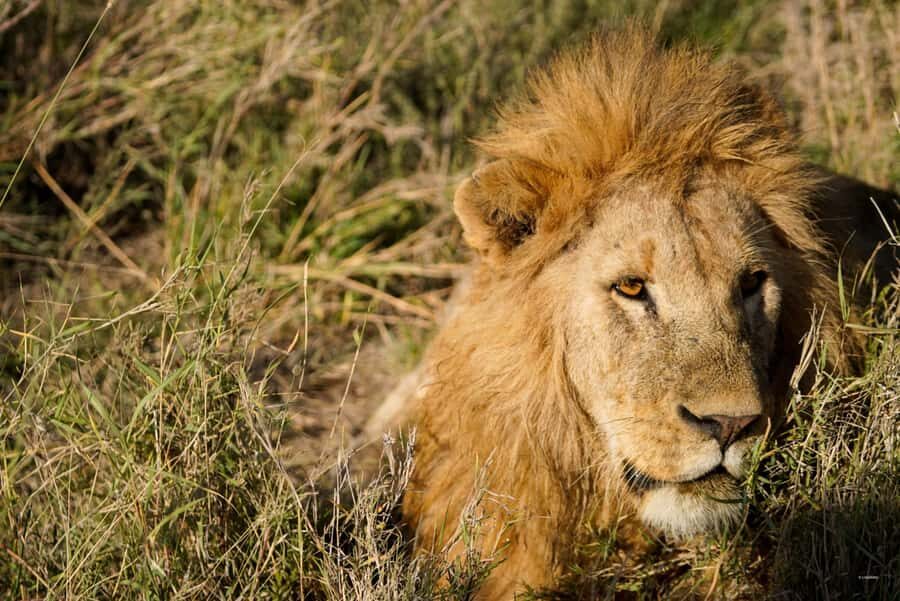 4 Days Tarangire, Serengeti, Ngorongoro Mid-range Safari - Day 4: Ngorongoro Crater—UNESCO caldera game drive and Big Five odds