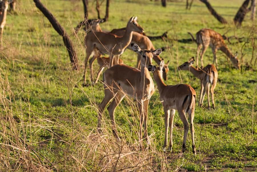 4 Days Tarangire, Serengeti, Ngorongoro Mid-range Safari - Your guide and small-group setup: what “up to 6 people” means in real life
