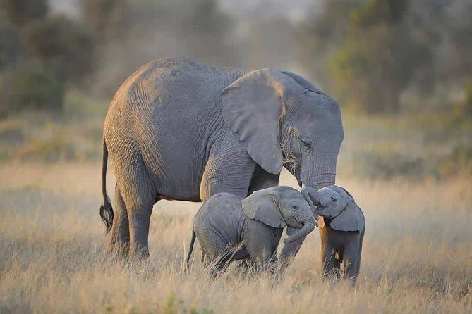 4 days Tarangire, Serengeti & Ngorongoro - Serengeti camping: long plains, scanning skill, and late-day chances