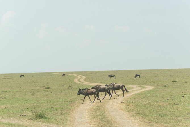 4-Days Tour to Tanzania National parks - Key Points You’ll Care About
