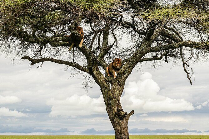 4-Days Tour to Tanzania National parks - Ngorongoro Crater Day: The Descent, the Long Drive, and the Rhinos